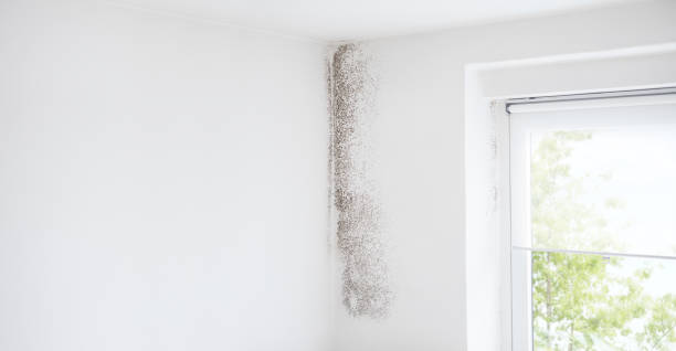 Mold Remediation for Rental Properties in North Druid Hills, GA