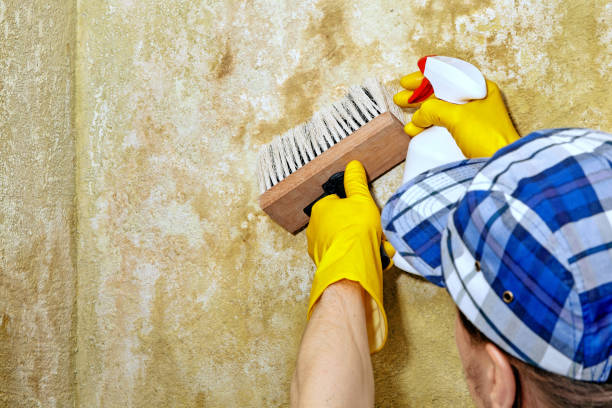 Best Mold Removal for HVAC Installations  in North Druid Hills, GA