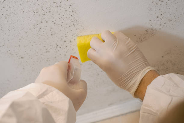 Best Airborne Mold Testing  in North Druid Hills, GA