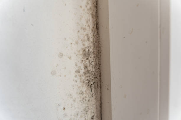Professional Mold Removal in North Druid Hills, GA