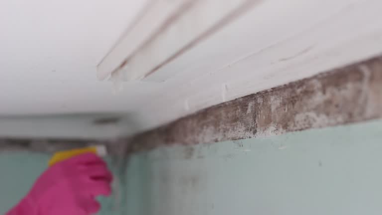 Best HVAC Mold Inspection and Cleaning  in North Druid Hills, GA